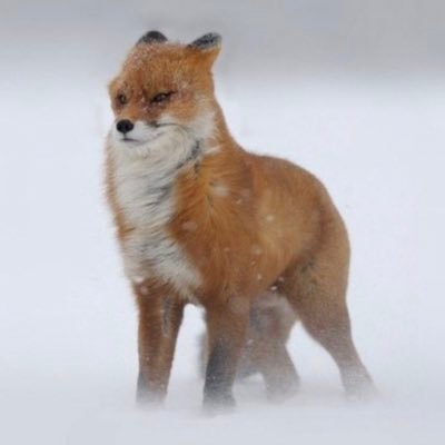 annoying_leo's profile picture. resurrection era