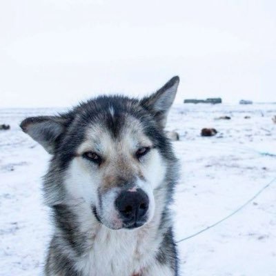 frostlinss's profile picture. 