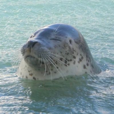@thevirginseal