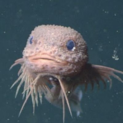 GaveUpAward's profile picture.