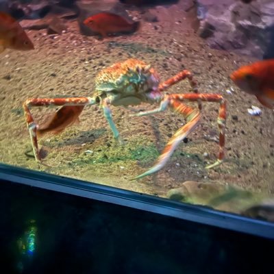 hanzyuku51's profile picture. 前垢→@hanzyukudesu 前垢で絡みあった人フォローします！鍵垢→@tamasabu114514