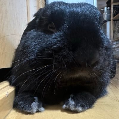 momo26630339's profile picture. 歴代ロップ飼いのロップ推しの飼い主です、うさぎがだいすき