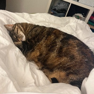 Bipbipcoco's profile picture. 🍀🦈