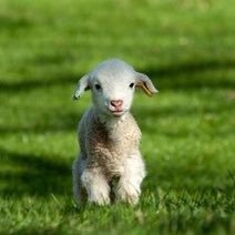 Lalaruru47's profile picture. With love from the Far East