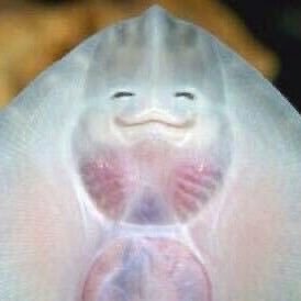 mihomizzang's profile picture. 