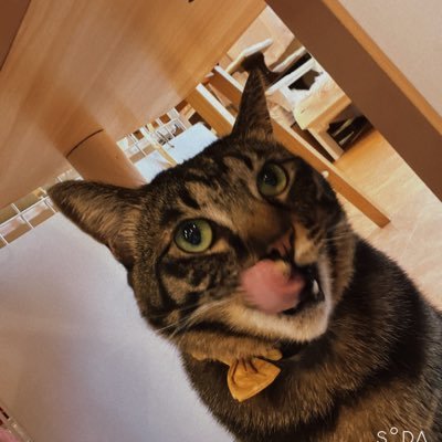 akamaru2468's profile picture. 裏垢男子になりたいけどなりきれてない男、まだ見ぬお宝を目指して大海原にでる 可愛い子大好きな25歳