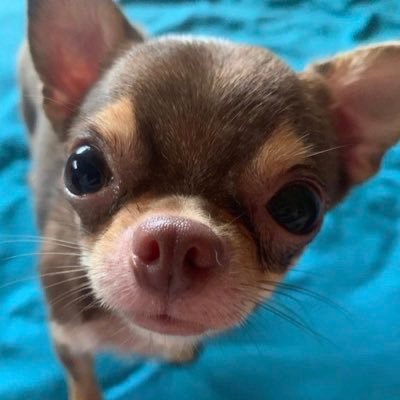 babypuppyluv's profile picture. 20⬆️ 구독하게 해주세요. 사랑합니다. Please let me subscribe you. I love you.