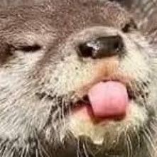 amfly_'s profile picture. 당신이 행복해하는 모습을 보면 우리도 행복해집니다 ^^   °

アイリʢ·͡ᴥ·ʡ
airibeppuʕ•ᴥ•ʔ🩷 

@airihatobito
#airibeppu
#airistation
#ไอริหมีชมพู
#リトルオッター別府