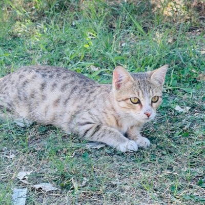 Shapol296854's profile picture. 