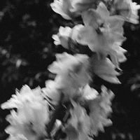 ina2pz's profile picture. 