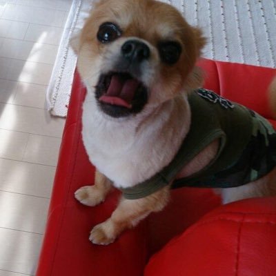 HanabusaR's profile picture. 