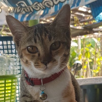 Wuttipong411187's profile picture. 