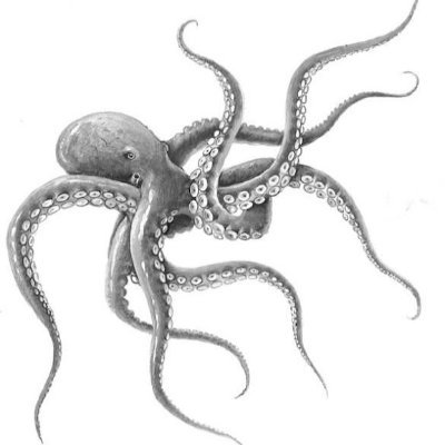 LepoulpePoulpo's profile picture. Quant & Trader