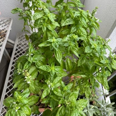 mitsumochi2's profile picture. 2018年からTwitterはじめましたが突然 アカウント不調になり再スタートしました 荒川の住人3代目なのでその辺の情報楽しみです。大相撲と食とミステリー👍神保町には思い出溢れかえってるね