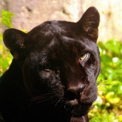 pitchounilover's profile picture. 