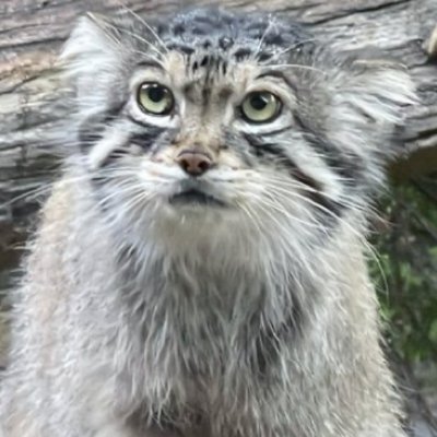 NamitoKawane's profile picture. WEBフロントエンド(歴4年目)/会社員/AI agent/Next.js/React/Typescript/Python/Flask/FastAPI/HTML/CSS/AWS/Azure/GCP/副業探し中/設計・実装・テストなんでも/お気軽にDMください/地方住み/リモート案件のみ対応可