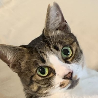 NUKONUKOCHAN8's profile picture. 全国の犬猫の殺処分ゼロ・動物愛護の公約を掲げる参政党を応援しています。参政党副事務局長の川裕一郎さんは、石川県議員として石川県の犬猫殺処分ゼロを実現した実績があります。参政党の動物愛護政策も川さんが立案しました。参政党の政策に共感出来る方は、是非応援をお願いします。