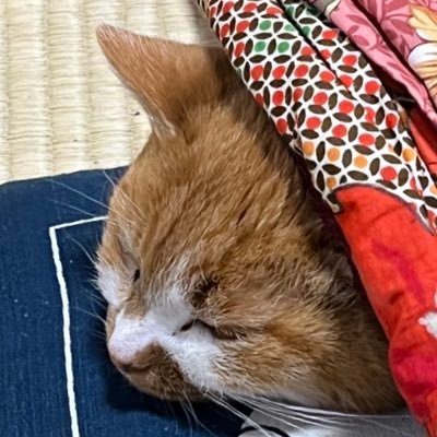 gin_lance_mica's profile picture. 成人済🐴🦴GN 馬骨。PTSD。雑多(🐉如く コナン:組織 京都 長野組さんむそ:魏  彩雲国 等 夢/腐)