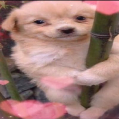 ad_whore_able's profile picture. sempre bom lembrar que eu não fodo com absolutamente nenhum de vocês 8)