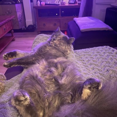 JunePamelamalc1's profile picture. Perth Scotland. Animal lover mum of  two cats Pablo Escabar and Pasha Romanof. Brexiteer. Hates woke. My views my own.