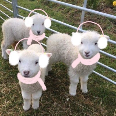 fluffywithloves's profile picture. ❤︎ ·· @strawberrydot_ ⬅️ 눌러보세요 ( ◜𖥦◝ ) ~