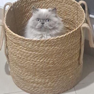 aleidacuba's profile picture. Con tantos palos que te dio la vida y sigues dándole a la vida sueños.
🇨🇺🇪🇨🇪🇦
Tres en uno.🤷♀️