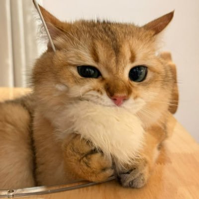 tZ5BvXFU9LwhlkZ's profile picture. 