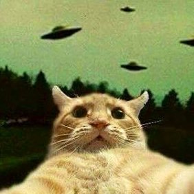 bloodykittycat's profile picture. 