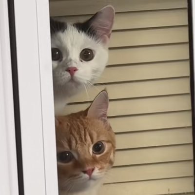 mipaoShe's profile picture. All barang original 💯 No Nego ❌  since 2020 bisa shopee/ tokped (link by dm) please reply after DM ☺️