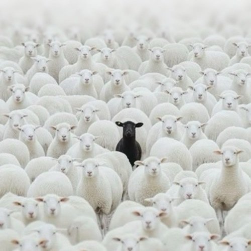 JasonWolfejjsl's profile picture. 