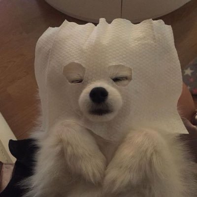 piibiiyinyin's profile picture. ʸⁱⁿᵇᵒˣᵇᵃˣ🐶⋆🐾° ᵠⁱᵘᵠⁱᵘᵐᵉᵒʷ🐱ྀིྀི ⋆🐾°