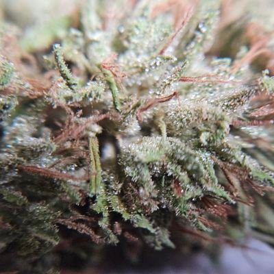 TheLorax75's profile picture. 🫘🌳🫘🌳🫘🌳🫘🌳🫘🌳🫘🌳🫘
MY SEEDS ARE READY FOR ANYONE THAT IS INTERESTED!!!