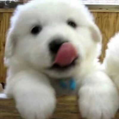 WrinaR1a's profile picture. 