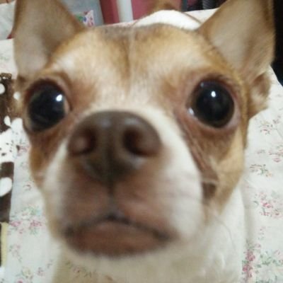 memaewho's profile picture. 🥹📓Second Courser Era📓🥹
#AHOF BRAINROT 😍💗 OT9! 💗
💙💙💙
🌟JL & Hani biased🌟
🩵Hansum🩷
#POLIN and #LARIAN fan
☀️Conrad Girlie☀️