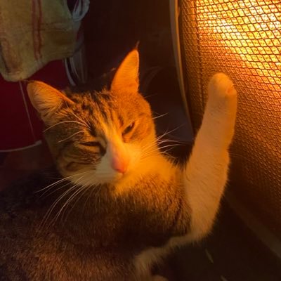 matamacho2000's profile picture. argentina radfem y estudiante de ciencias de la comunicación con ganas de que desvivan al presidente de la nación