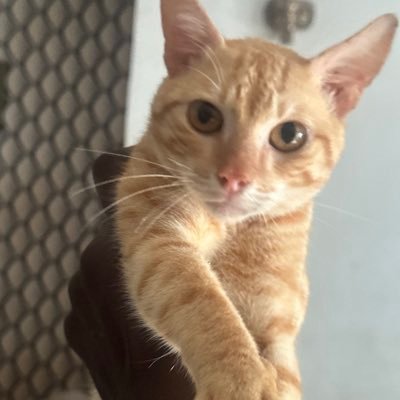 ASP_Nomad's profile picture. corgito ergo sum.