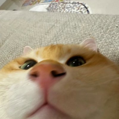 Boom_yxy's profile picture. Cats everywhere 👼🏻🤍🌷