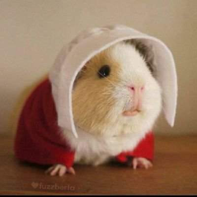 pallavii1432's profile picture. 🫁