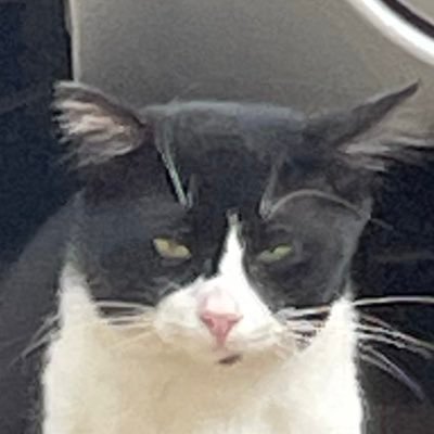 made4meow's profile picture. she/her