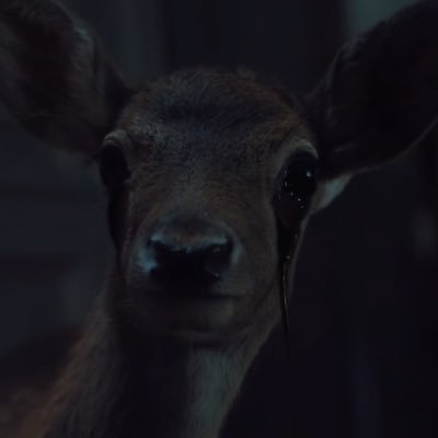 user427802's profile picture. that one friend that kinda became lost media