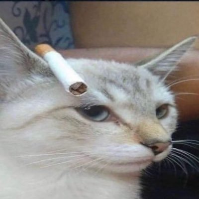 roseinjected's profile picture. private account for yelling into the void and i guess some people i like and trust are here | main @roseinject