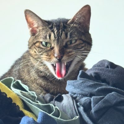 Porodil's profile picture. Vine a rantear y hablar mierda.