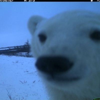 MelodysXV's profile picture. 