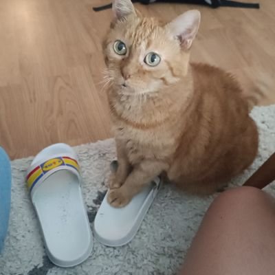 bringtabernix's profile picture. Shkoumoune SNCF niveau confirmé /
Fait super bien semblant de parler plein de langues / 
Sinon mon prénom veut dire pute
🐯🐈‍⬛