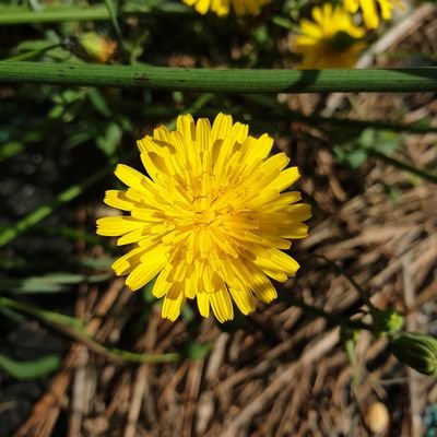 Korsitas's profile picture. Vive y deja vivir.