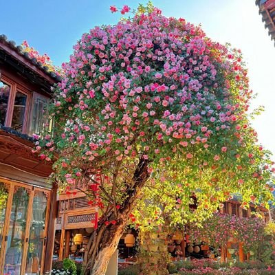 _SpringBreezee_'s profile picture. 