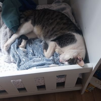 Claudio_IbarraD's profile picture. 