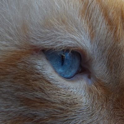 niconoduerme's profile picture. 