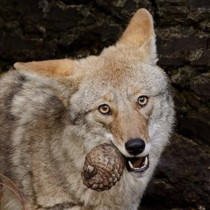 jackalshrew4's profile picture. im yoting it | making a dumb cube game at https://t.co/inDnThbbJq (currently buggy) | if you are brown do not talk to me