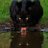 dmsopenhmuu's profile image